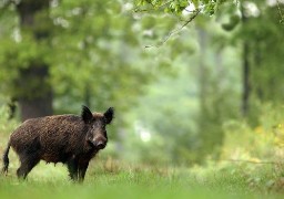 Le Touquet : battue exceptionnelle aux sangliers sur le Golf et dans les espaces dunaires ce mercredi
