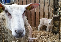 Deux moutons tués, dépecés dans un champ et une brebis qui allait mettre bas est morte cette semaine à Coulogne !