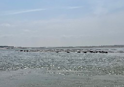 Baie de Somme et d'Authie: les bateaux amenant les touristes voir les phoques vont devoir se plier à quelques règles 