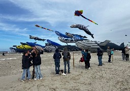 Cerfs-Volants : le record des 20 baleines dans le ciel de Berck atteint