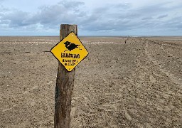 Oye-Plage : Eden 62 a mis en place des aires de protection des nids des Gravelots et Sternes naines sur la plage...