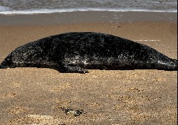 Deux phoques retrouvés morts ce week end sur la plage de Blériot-Sangatte