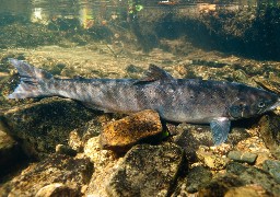 La pêche au saumon interdite en Canche et Authie jusque la fin d'année !