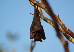 Baie de Somme: des sorties pour découvrir les chauves souris, détecteurs à ultrasons en main