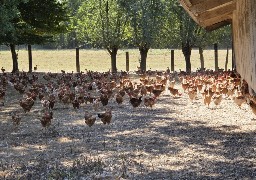 50% du poulet consommé en France est importé: la région veut inverser la tendance et séduire les jeunes éleveurs