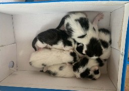Abbeville : des abandons de chatons à répétition, la ville dénonce une situation inacceptable ! 