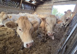 Boulonnais: à l'approche de nouvelles naissances, la fièvre catharrale inquiète toujours les éleveurs