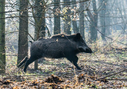 Une automobiliste percute 4 sangliers sur l’A16 à St-Inglevert.