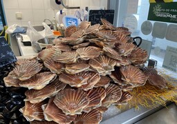 La saison de la coquille Saint-Jacques est là… et les clients aussi !