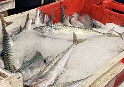 Pêche : les prix du maquereau et de l’églefin s’envolent, une menace pour la salaison boulonnaise !