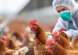 Le risque de grippe aviaire passe de 
