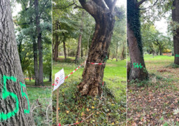 Le Bois Magnier de Berck-sur-mer se refait une santé après la tempête Ciaran