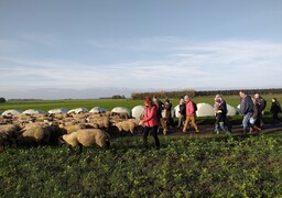 Baie de Somme : les moutons de prés-salés quittent le littoral pour l’hiver