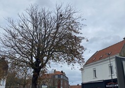 Calais : les feuilles tombent et font apparaitre un nid de frelons asiatiques en pleine ville !