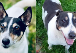 Saint-Aubin : la SPA Canche Authie lance un défi émouvant pour offrir une famille à ses deux doyens avant Noël