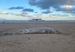 Une dépouille de baleine échouée sur la plage de Calais
