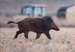 Sangliers sur la Côte d’Opale : pourquoi ils se rapprochent des maisons et quelles solutions ?