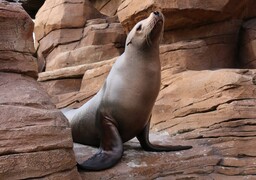 Boulogne-sur-Mer : Fridolin, l’un des plus vieux lions de mer du monde en captivité, est mort à Nausicaá