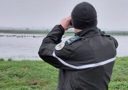 Grippe aviaire : après un foyer détecté à Furnes, zones de protection dans le Nord et le Pas-de-Calais, mesures renforcées pour les éleveurs et les particuliers