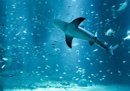 Nausicaá : un soigneur mordu par un requin