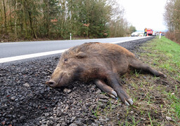 Ternois : 2 voitures percutent 3 sangliers sur la D939
