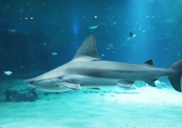 Boulogne: le requin qui a mordu un soigneur de Nausicaà ce week-end est mort