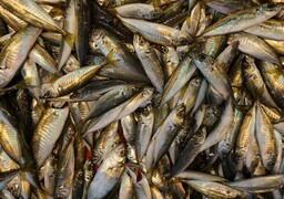 Les pêcheurs artisans sacrifiés ? Bloom dénonce l'attribution de la moitié des quotas de maquereaux à 2 navires-usines