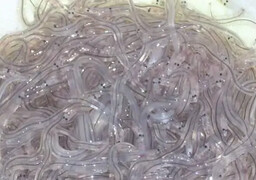 Baie de Somme : les pêcheurs de civelles interdits de mer, la colère monte à Saint-Valery