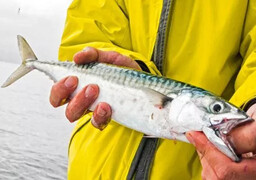 Quotas de maquereaux : 17 députés interpellent la ministre de la Mer