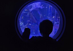 Incroyable mais vrai: Nausicaà devient gratuit pour certains enfants, découvrez si le vôtre est concerné