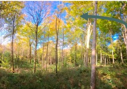Hesdin-la-Forêt : 2 hectares de hêtres coupés à cause du réchauffement climatique