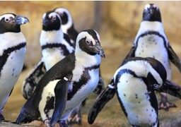 Nausicaá : 13 des 24 manchots du Cap ont quitté Boulogne sur mer pour un aquarium de La Palmyre...