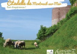 Montreuil-sur-Mer : 9 moutons débarquent à la Citadelle ce samedi