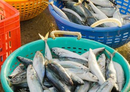 Côte d'Opale: bonne nouvelle pour les pêcheurs de loisir, le nombre de maquereaux et de bars autorisés en hausse