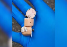 Attention à vos animaux: des saucisses piégées avec des clous retrouvées à Boulogne