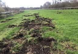 Des sangliers retardent la réouverture de l’hippodrome d’Abbeville Baie de Somme