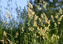 Hauts-de-France : alerte rouge aux pollens de graminées, les allergiques appelés à redoubler de vigilance