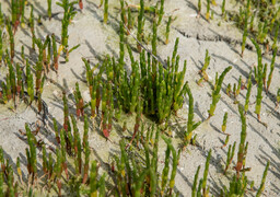 Salicorne : la cueillette est de nouveau autorisée en Baie de Somme et sur la Côte d’Opale, mais sous conditions