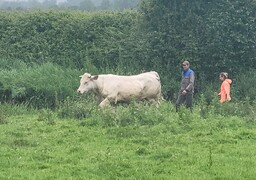 Bréxent-Enocq : une vache tombe dans la Canche
