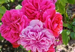 Ardres : le concours de la Plus Belle Rose revient ce dimanche