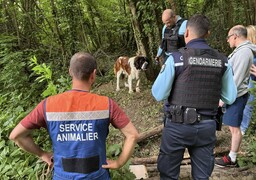 RETY : abandonné et attaché à un arbre dans un bois, un Saint-Bernard sauvé in extremis