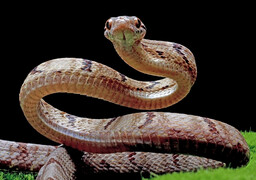 Deux serpents capturés en plein centre d’Audruicq