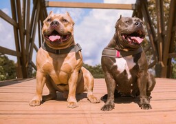Boulogne-sur-Mer : un chien meurt attaqué par deux molosses, sa maîtresse fait un malaise