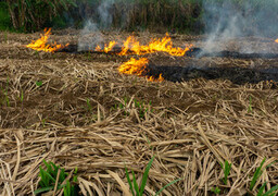 Un impressionnant feu de champ entre Rang-du-Fliers et Wailly-Beaucamp : près de 2.000 m² ravagés, un agriculteur stoppe les flammes