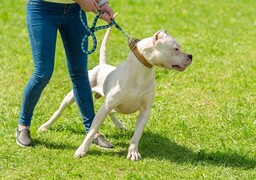 Outreau : une fillette de 6 ans mordue au visage par un chien et transportée à l’hôpital