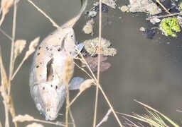 Gravelines : après la mort de centaines de kilos de poissons, les pêcheurs demandent des explications