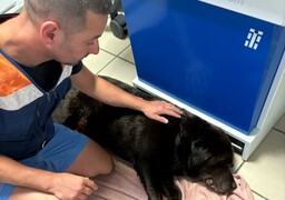 Wimereux : un chien tombe d’une falaise, les secours mobilisés pour le sauver avant la marée