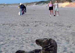 Bray-Dunes : un phoque attire une cinquantaine de personne autour de lui...
