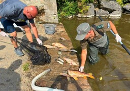 Poissons morts à l’étang de Samer : la situation reste sous surveillance.