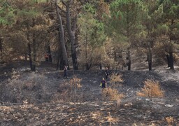 Incendie du Mont Saint-Frieux : Eden 62 débute le bilan des dégâts dans les espaces naturels.